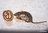 ROMAN MOSAIC - MOUSE EATING A NUT - VATICAN
