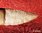 PREHISTORY - FLINT KNIFE WITH WOODEN HANDLE 17